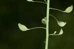 Roadside pennycress 